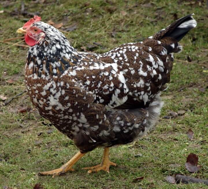 Swedish-Flower-Hen.jpg