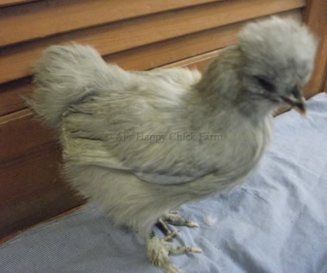 lav56pullet3.jpg