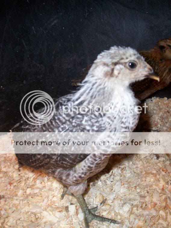 ChickensandSkidloader052.jpg