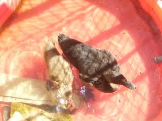 100_1811.jpg
