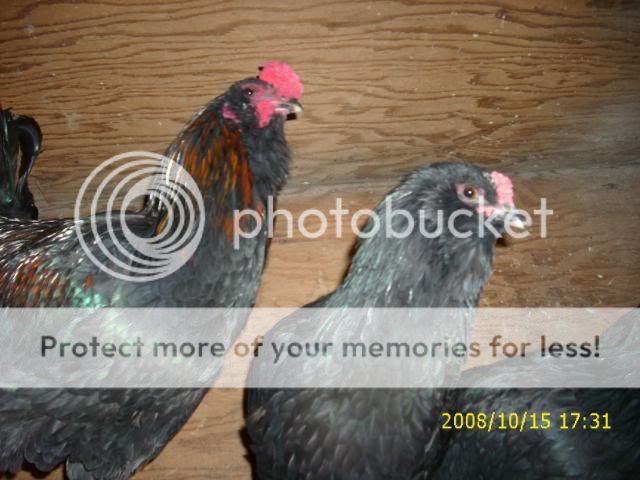 Sept08mybirds046.jpg