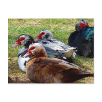 scovies_postcard-p239684156064430957td81_210.jpg