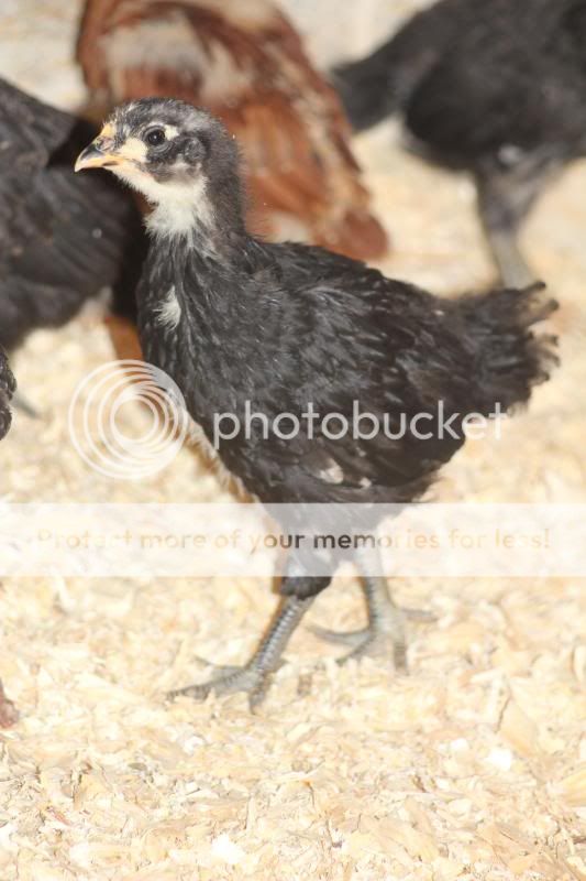 TSCChicks003.jpg