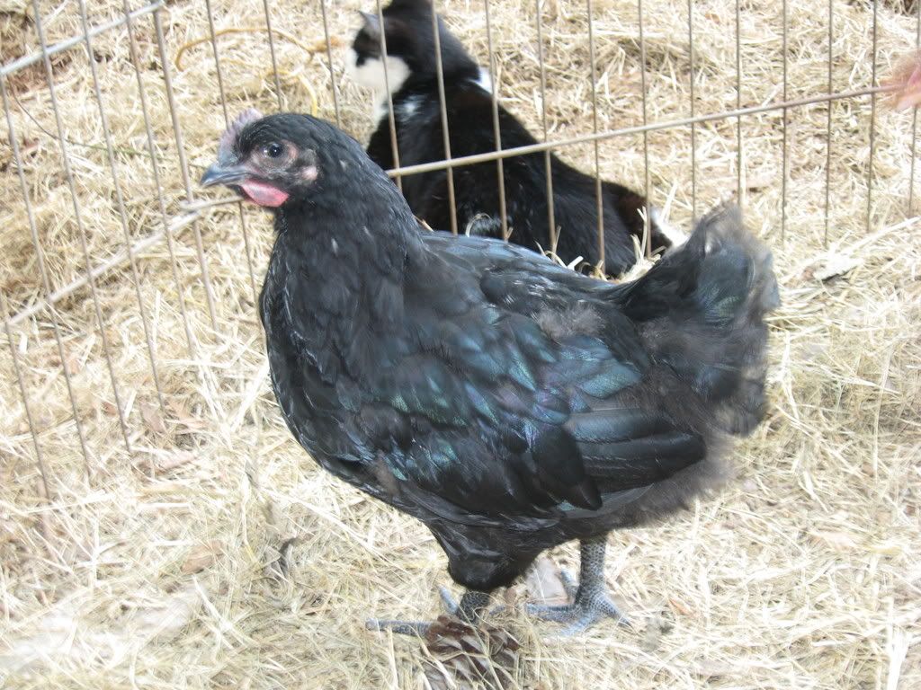 goatsandchickens052.jpg