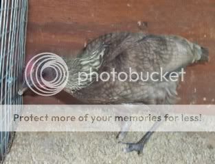 file-94.jpg