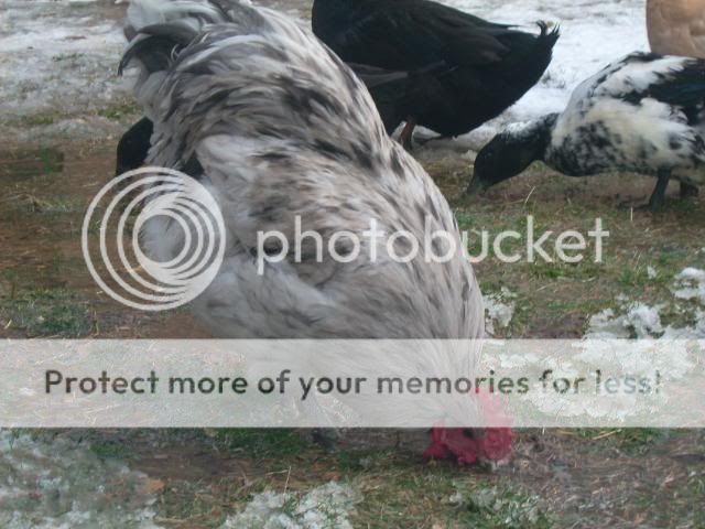 birdsinthesnow008.jpg