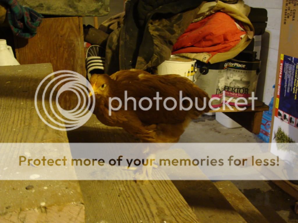 ChickPicks425.jpg