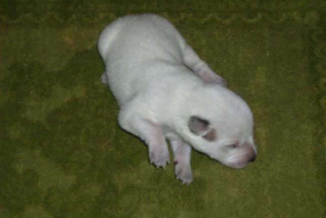 pup1.jpg