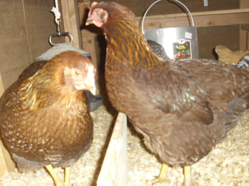 chickens024.jpg