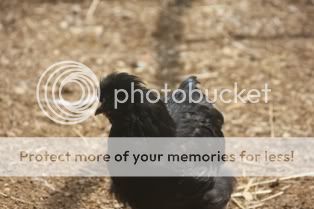 5262009chickens046.jpg