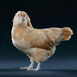 ameraucana.jpg