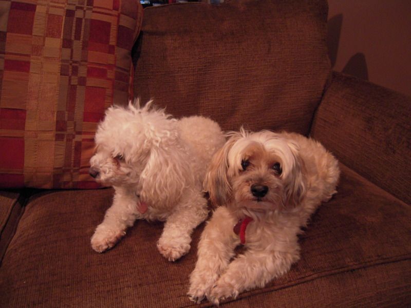 Doggies-2011-06-22-023.jpg