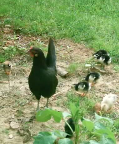 Jazzy_and_Babies07.jpg