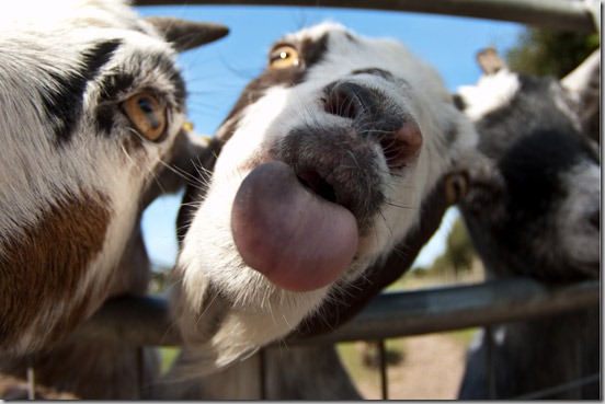 goat-sticking-out-tongue.jpg