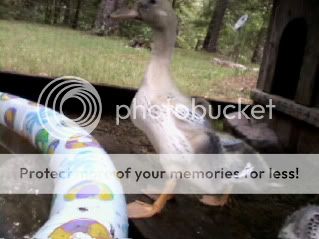 Duck1-1.jpg
