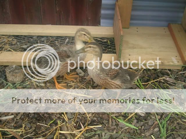 28thNovemberducks.jpg