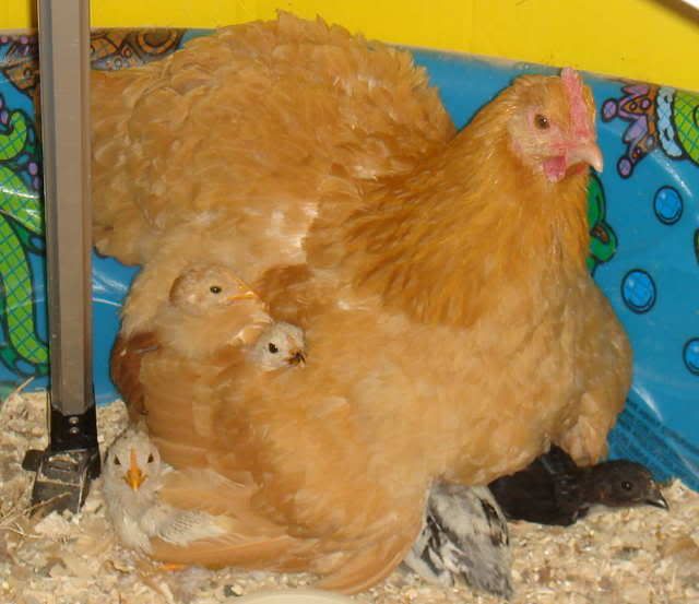 Image146.jpg