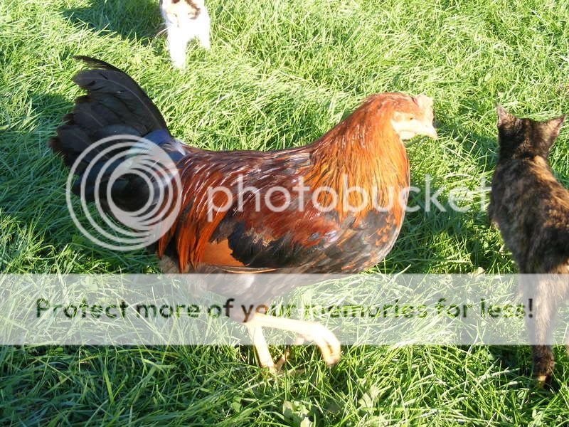 chickens006.jpg