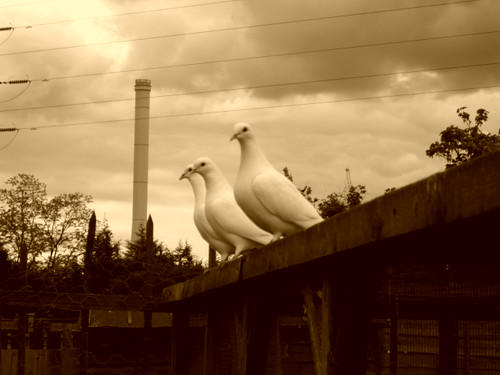 4647416460_0645bf05b7.jpg