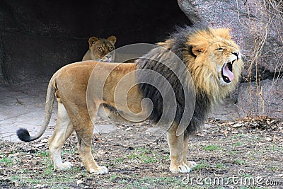lion-roaring-thumb5098354.jpg