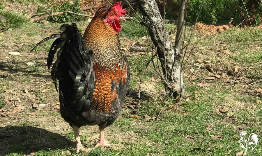 xlarge-rooster.jpg.pagespeed.ic.CZV5iQQLz2.jpg