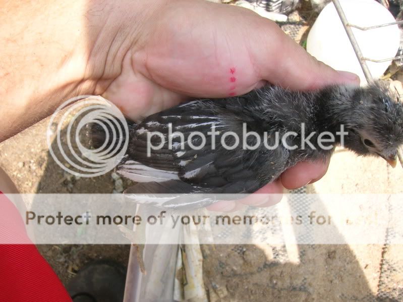 DSCN4809.jpg