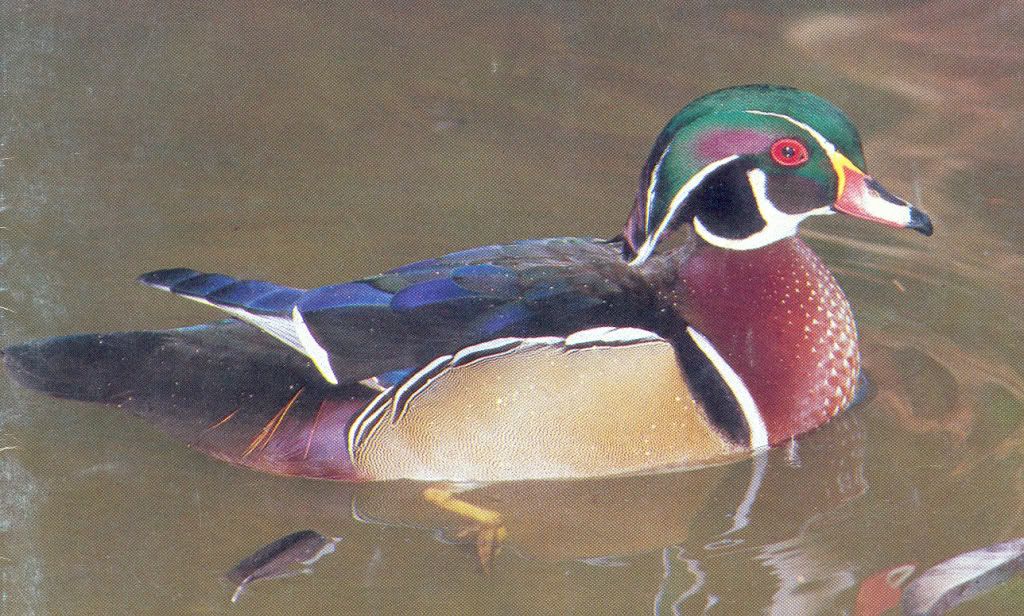 WoodDuckDrake.jpg