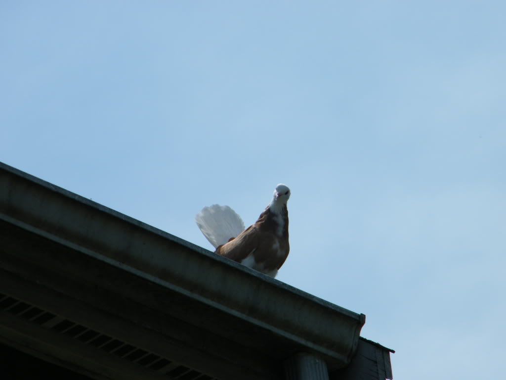 DSCF9076.jpg