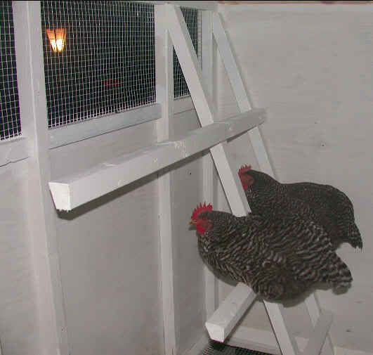 tractor-10-28-07hens.jpg
