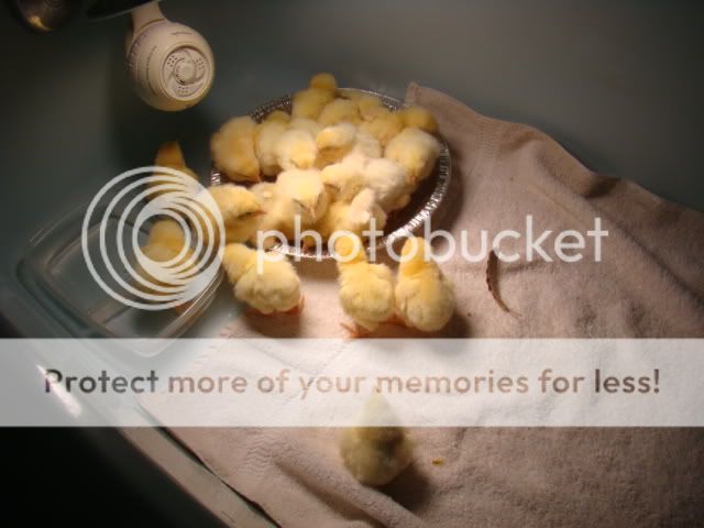 DSC02536.jpg