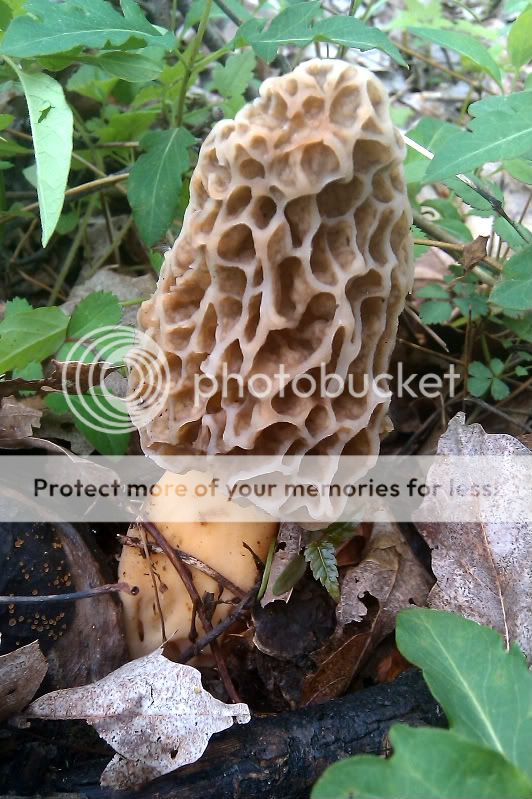 bigshroom2.jpg