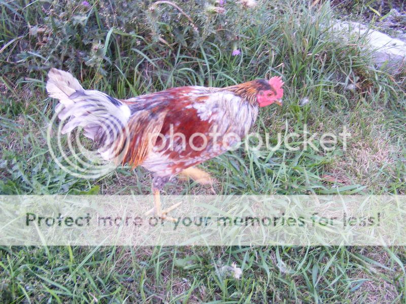 chickens012.jpg