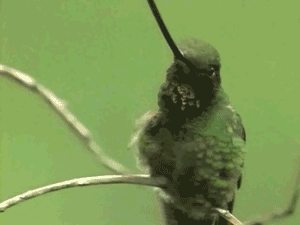 tumblr_mif3fgpIAl1rxyvj1o2_400.gif