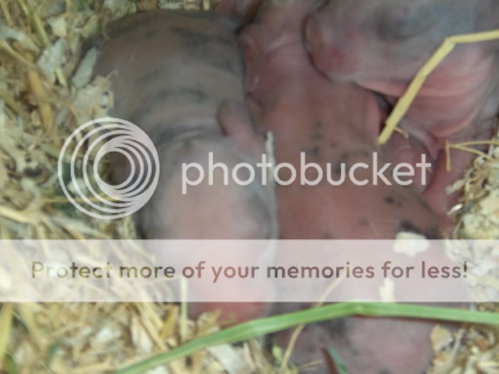 2011babies005.jpg