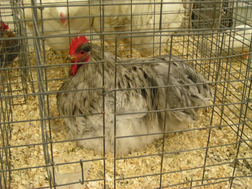 PICT0418.jpg