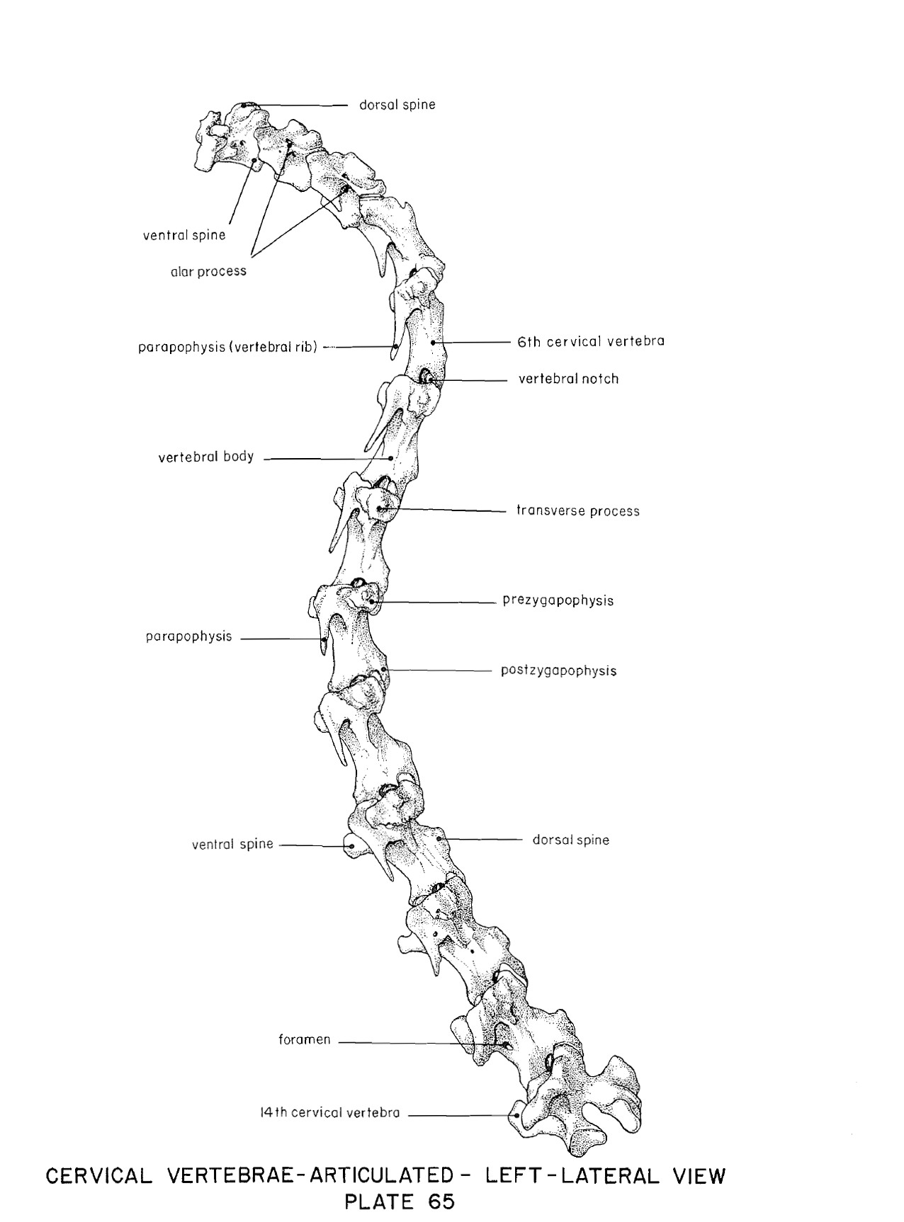 turkey-cervicals-articulated-harvey-1968-pl-65.jpg