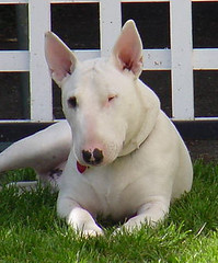 2439624801_158eedd9cc_m.jpg