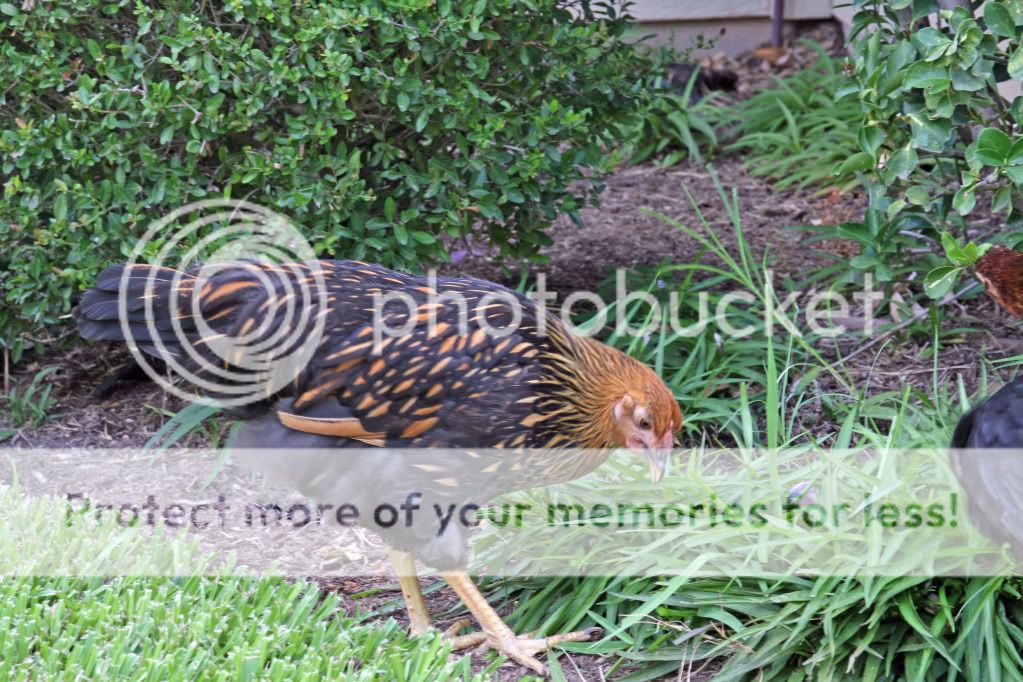 GLWthincomb.jpg