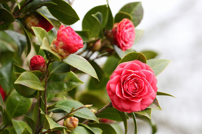 Camellia-6.jpg
