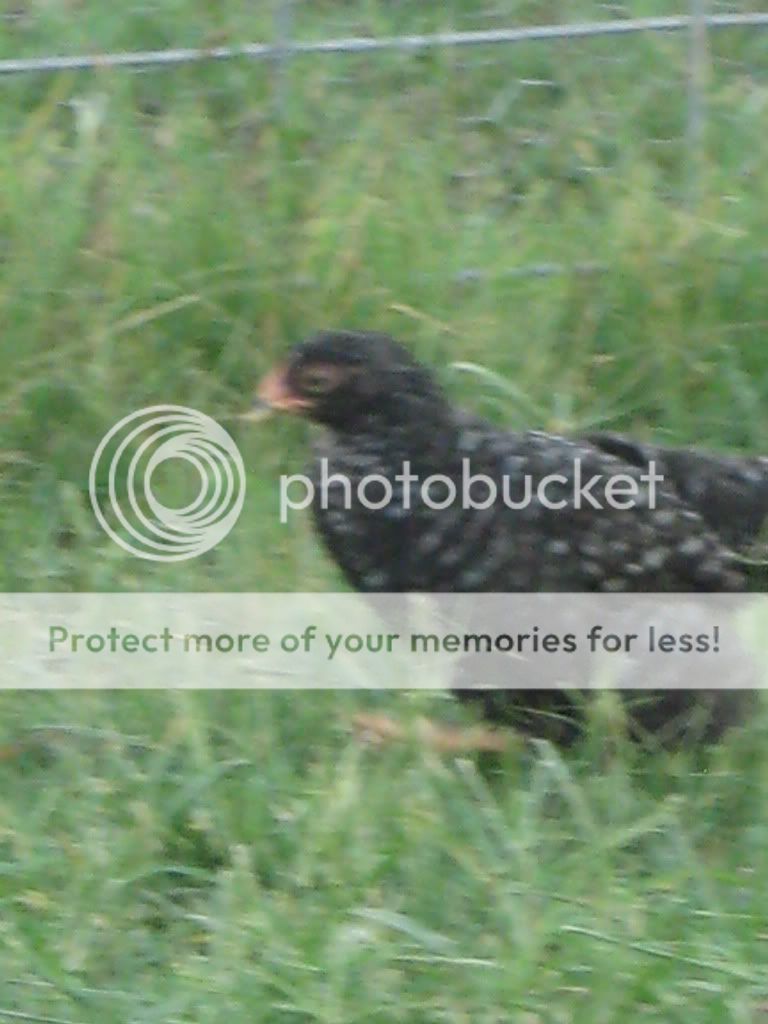 Chickens114.jpg