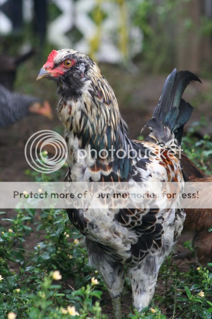 ck__birds_0391.jpg
