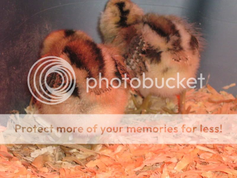 ChickenPen170.jpg