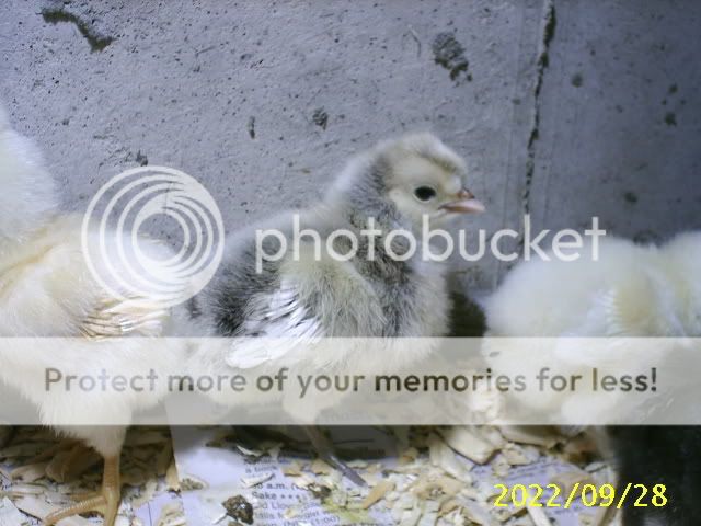 Newchicks10.jpg