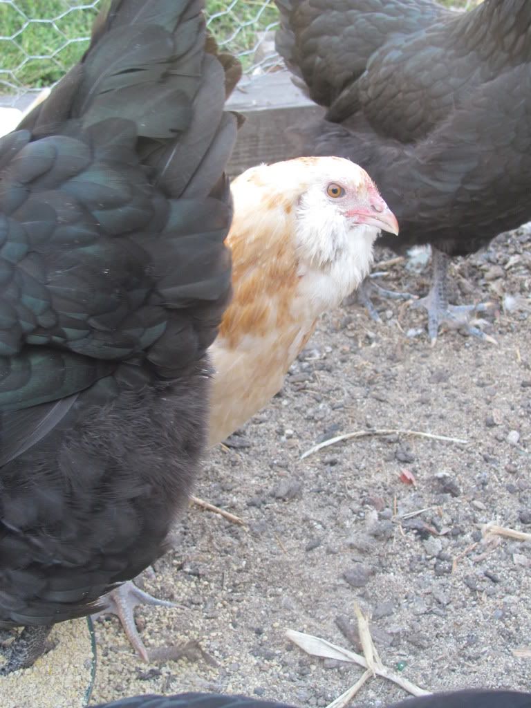 bwpullet7.jpg