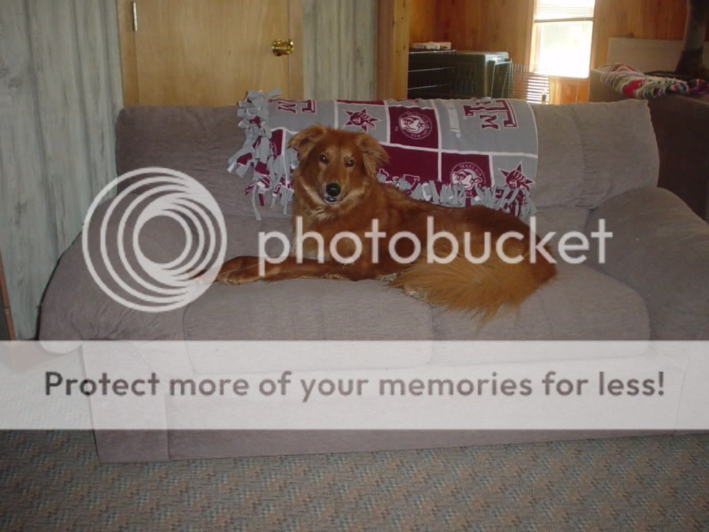 Aussieonnewcouch.jpg
