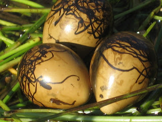 jacana_egg.jpg