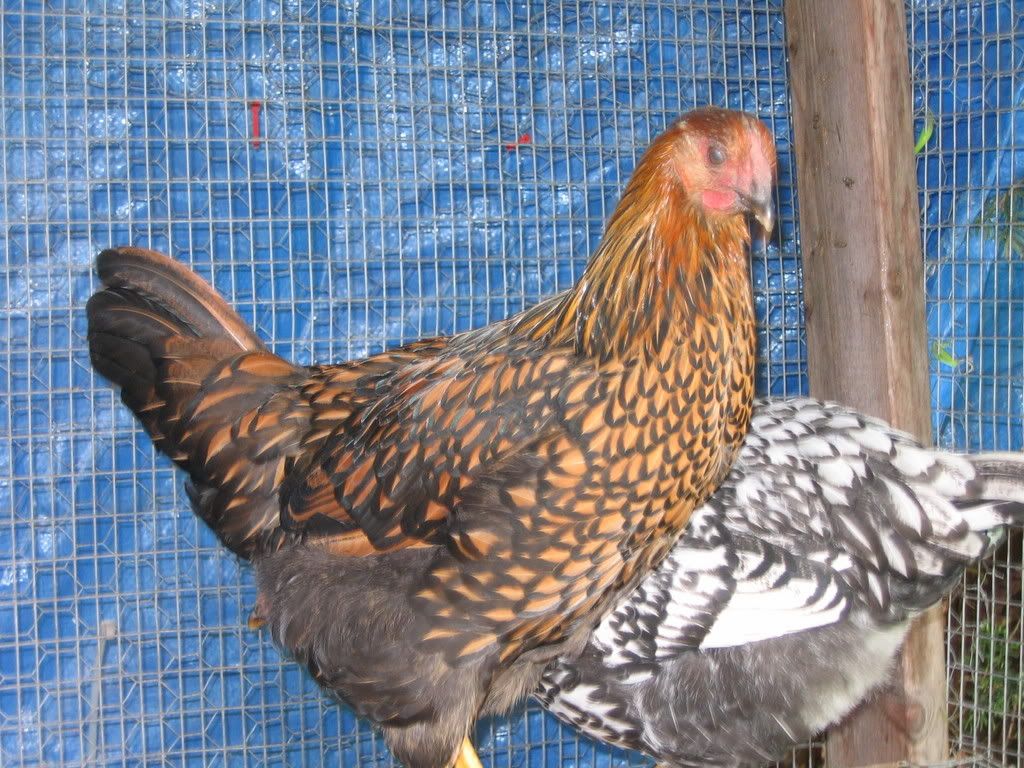 IMG_0996.jpg