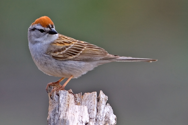 Chipping_Sparrow.jpg
