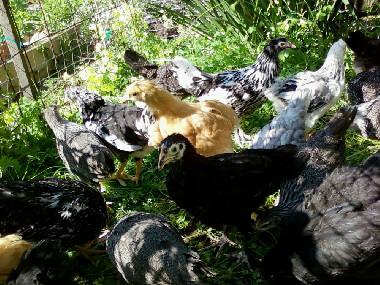 54727_chicks_march3.jpg