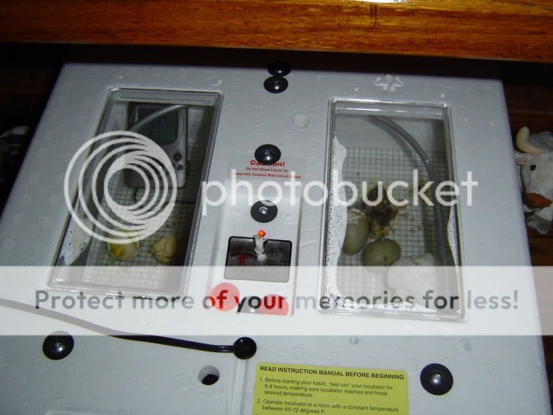 RINGNECKCHICKS07009.jpg